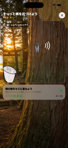 ぼくのせみとり アプリ画面 9
